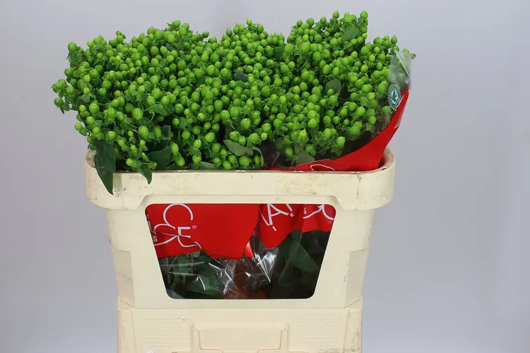 Hyperikum Spray Jungle Romance 70 cm