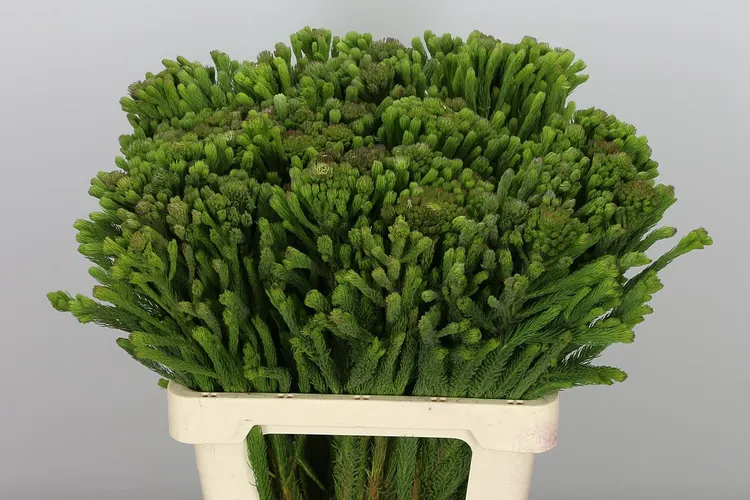 Kaaps Brunia Albigreen 50 cm