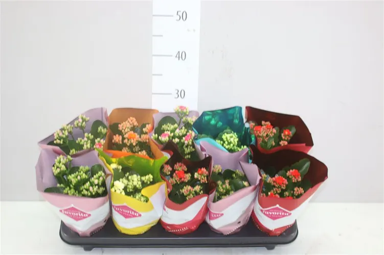 Kalanchoe Calandiva Mix črepník 10,5 cm