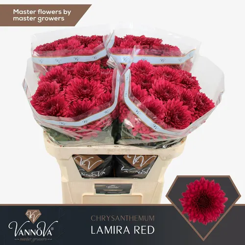 Chr G Lamira Red 70 cm
