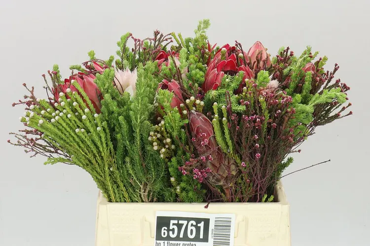 Bq 1 Flower Protea 40 cm