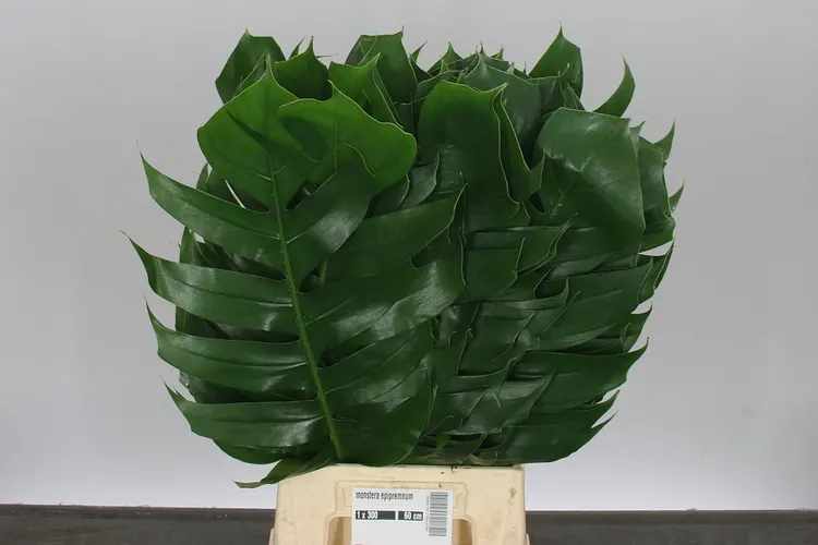 Monstera Epipremium 60 cm