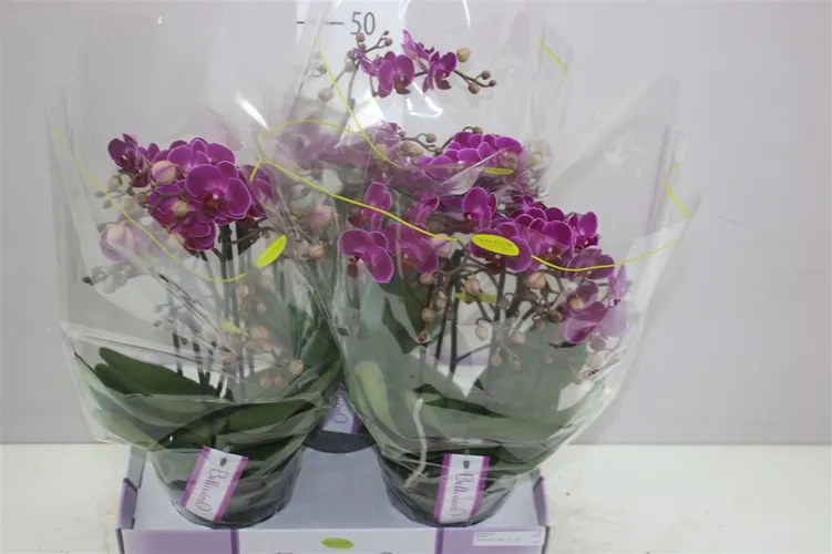Phal Bellissimo Paars črepník 15 cm