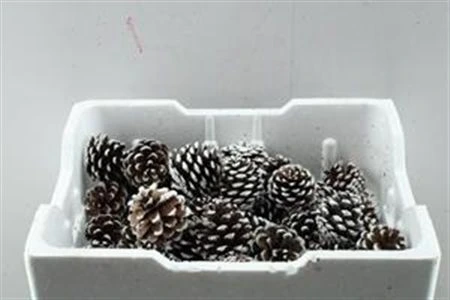 Pine Cone White Tip Loose, sušené