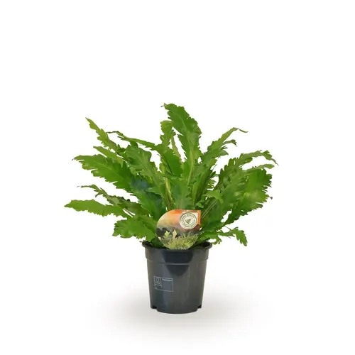 Asplenium Campio črepník 17 cm