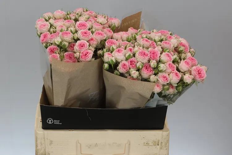 Rosa Tr Kate-lynn 60 cm