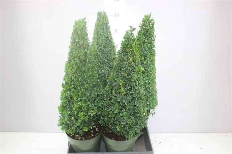 Buxus Semp Piramide črepník 21 cm