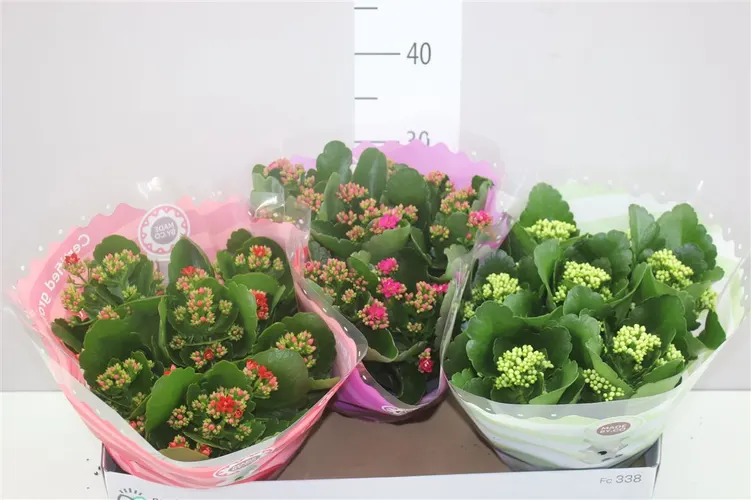 Kalanchoe Calandiva mix črepník 23 cm