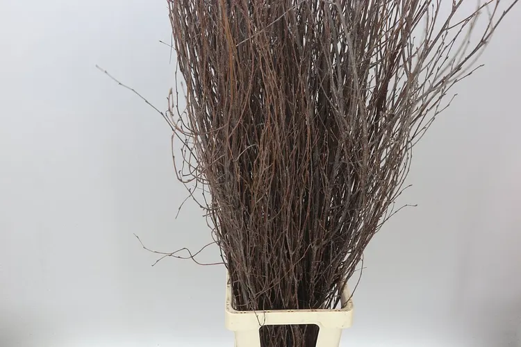 Breza Naturel 150 cm