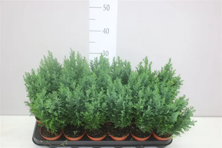 Chamaecyparis La Ellwoodii črepník 9 cm