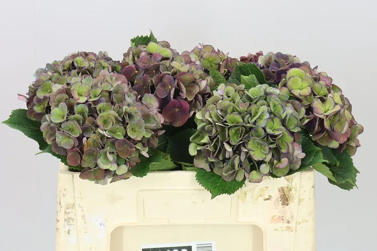 Hortenzia Mon Amour Classic 50 cm