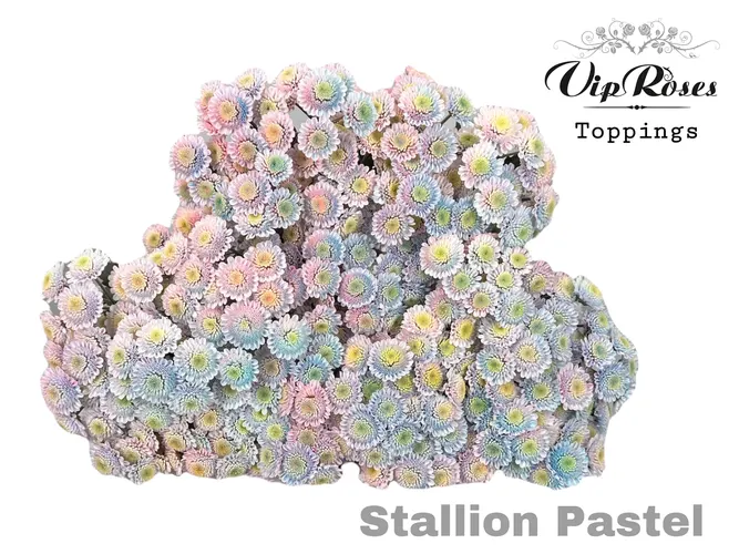 Chryzantéma trsová Stallion Pastel 70 cm