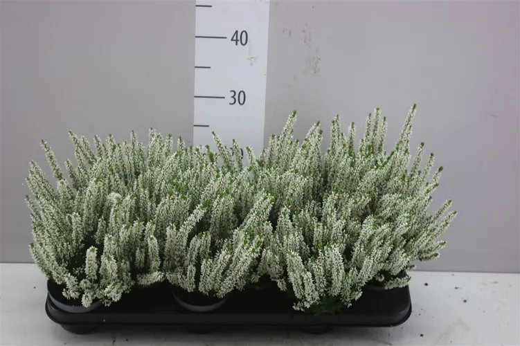 Calluna Beauty Ladies Wit črepník 9,5 cm