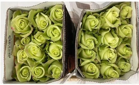 Rosa Gr Ec Jade 50 cm