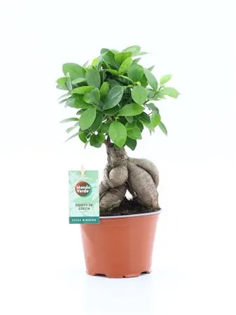 Ficus Micr. Ginseng črepník 12 cm