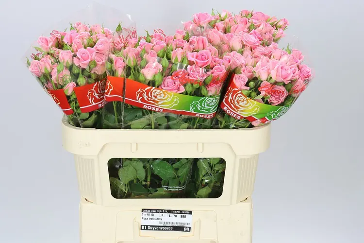 Rosa Tr Odilia 70 cm