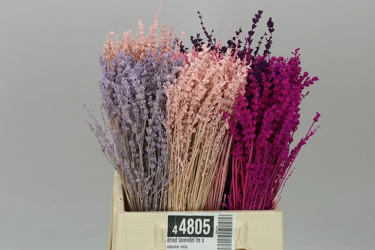 Lavendel Bs Autumn mix, sušené 40 cm