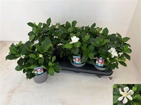 Gardenia Jasminoides črepník 13 cm