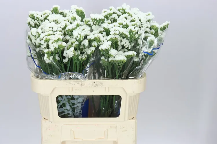Lim. S White Birds 70 cm
