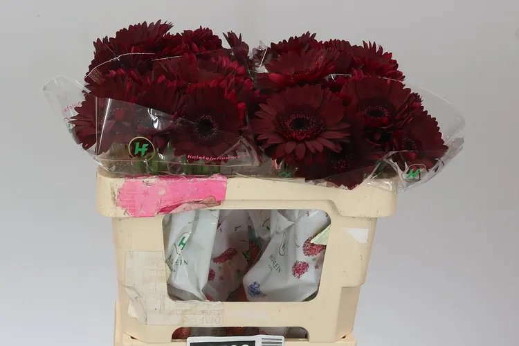 Gerbery a germini (Gerbera/Germini)