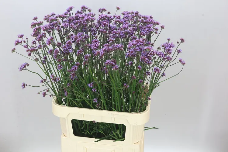 Verbena Has Pink Spires 85 cm