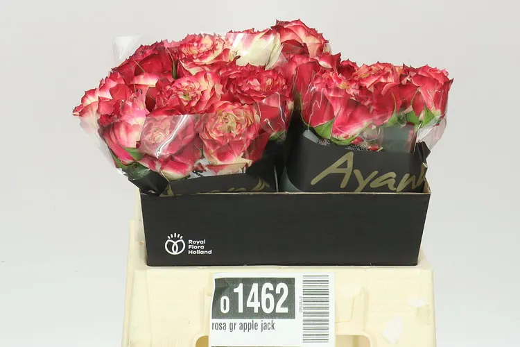 Rosa Gr Apple Jack 40 cm