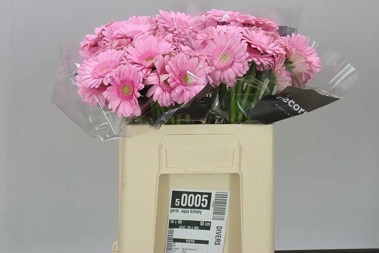 Germini Aqua Kimsey 50 cm