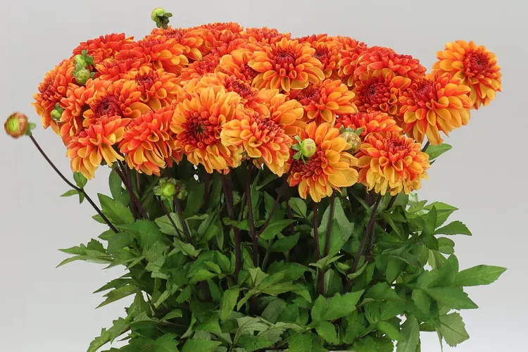 Dahlia American Sunset 55 cm