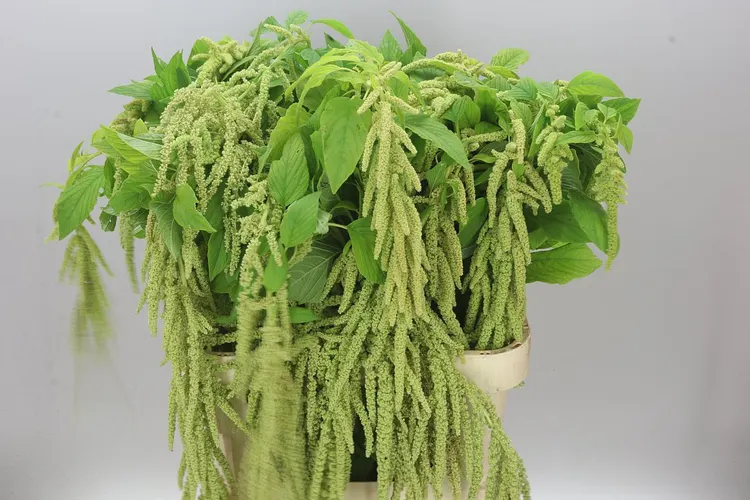 Amarant Ca Green Pearl 80 cm