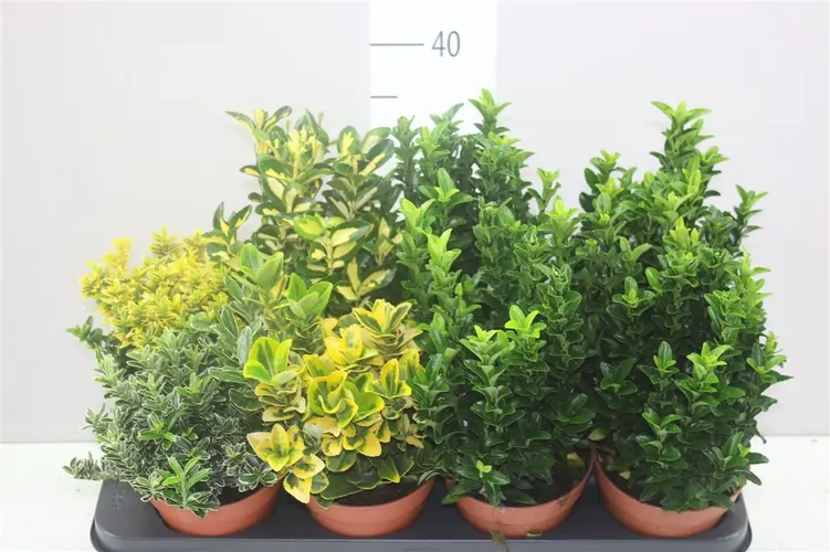 Euonymus Jap mix črepník 13 cm