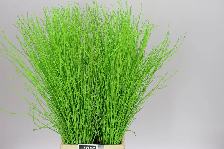 Berk Apple Green 70 cm