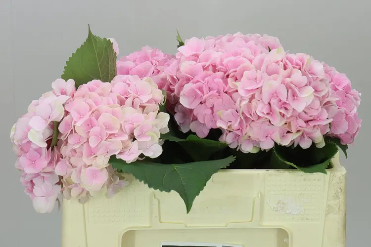 Hyd Verena Pink Pale 50 cm