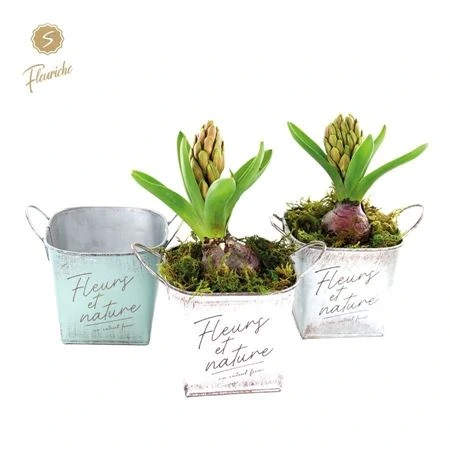 Hyacinth mix 1503 Fleurs Et Nature 1pp črepník 12 cm