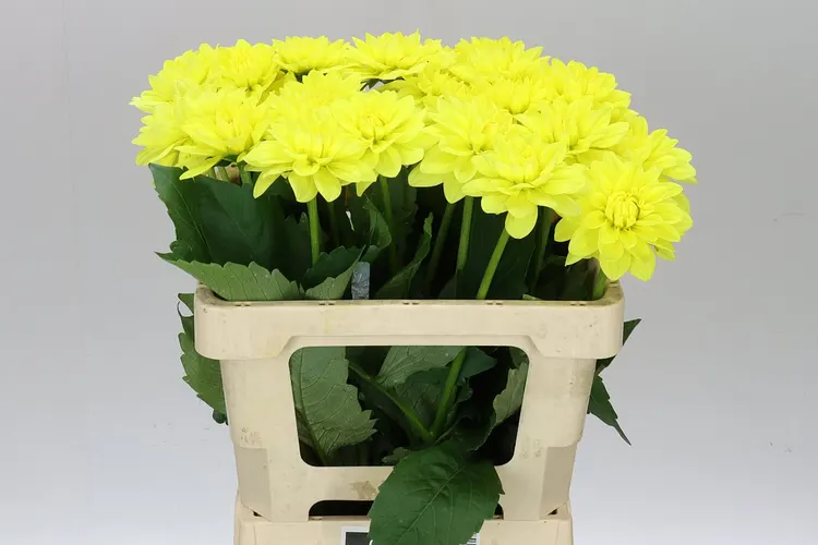 Dahlia Sunlady 50 cm