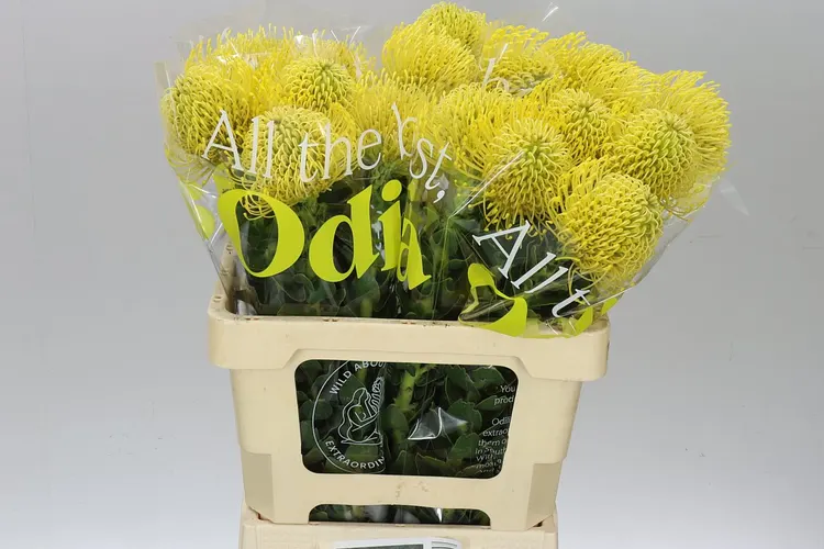 Leucospermum High Gold 60 cm