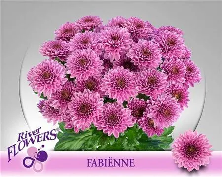 Chr T Fabienne 70 cm