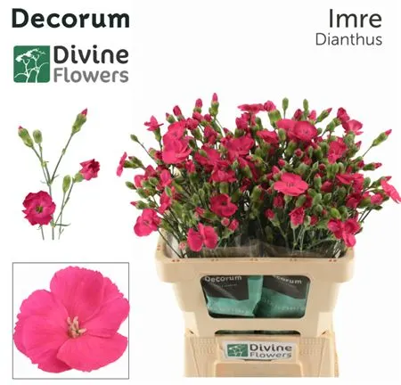 Di Solomio Imre 60 cm