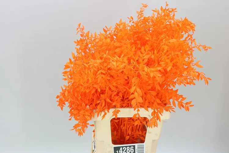 Ruscus Orange, sušené 70 cm