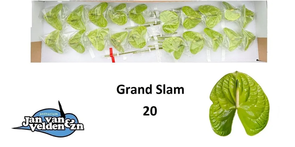 Anth Grand Slam