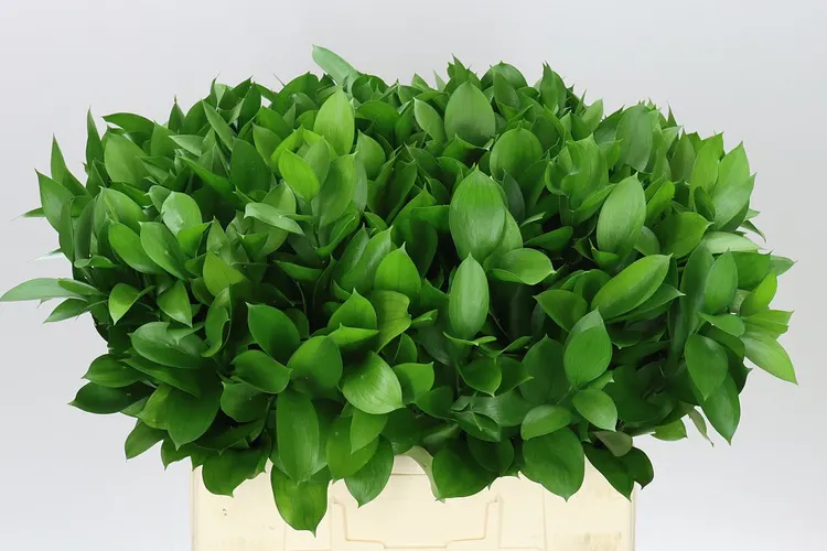 Ruscus Groot 60 cm