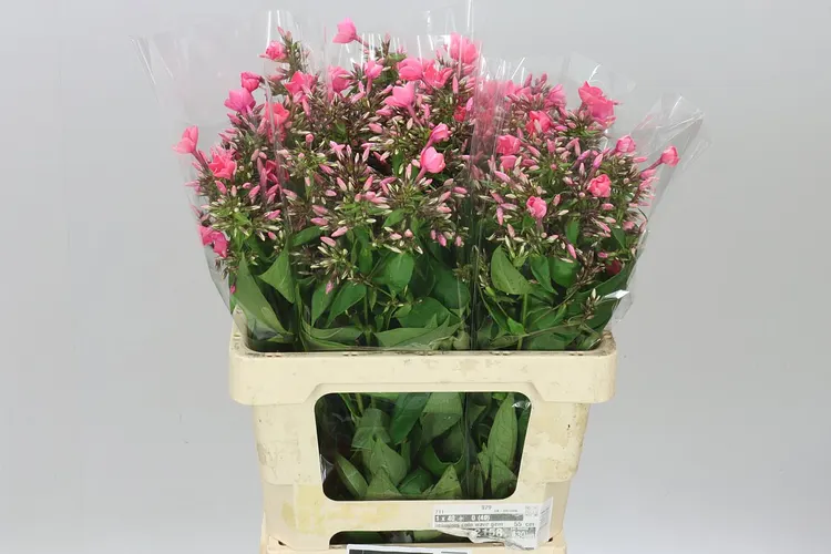 Phlox P Windsor 60 cm