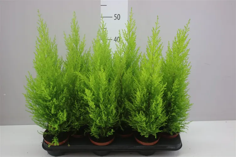 Cupressus Wilma črepník 10,5 cm