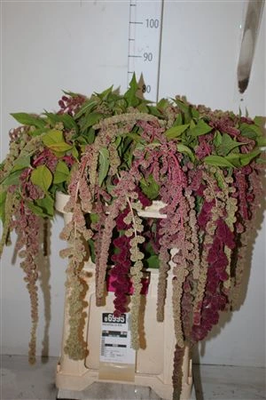 Amarant Ca Mira 80 cm