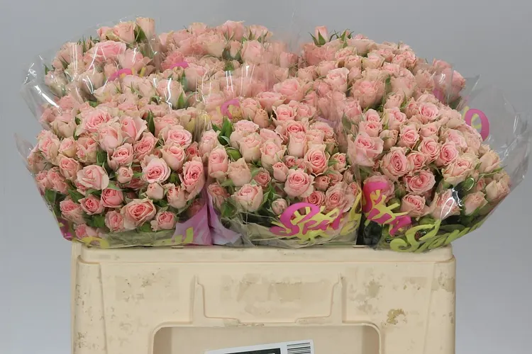 Rosa Tr Lydia Imp. 50 cm