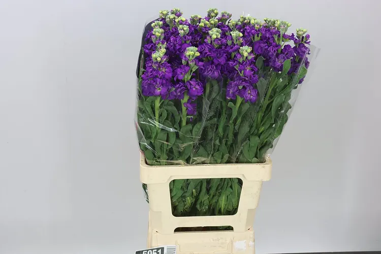 Matthiola Purple It. Imp 70 cm