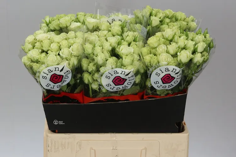 Rosa Tr Green Glow 60 cm