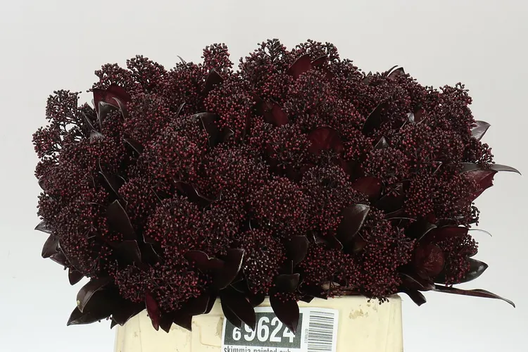 Skimmia farbená Aubergine 45 cm
