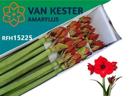 Amarylis Tenerife 80 cm