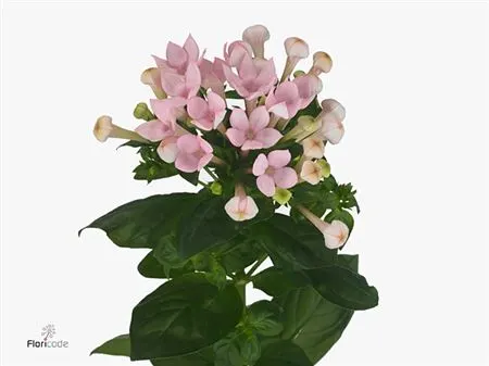 Buvárdie (Bouvardia)