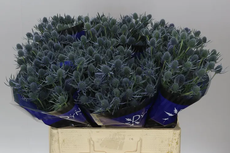 Eryngium Blue Dynamite 60 cm